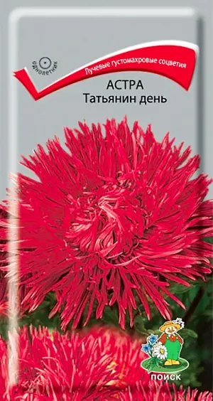 Семена Астра Татьянин день. Крупные лучевые густомахровые соцветия. Куст высотой 60-65 см. Соцветия красно-сиреневые, диаметром 11-12 см. На растении формируется 10-14 соцветий. Цветёт август-октябрь. Используют очень широко: для посадки в сборные цветники группами, на рабатки - рядами и для срезки.<br>
 <br>
 <br>
 Растение предпочитает открытое солнечное место, но выносит и полутень. Лучше растет на легких, плодородных почвах. Не переносит внесения  органических удобрений в год посадки. Семена высевают с середины февраля по апрель. Глубина заделки семян 0,5 см. При температуре почвы +20<sup>0</sup>C всходы появляются на 7-14 день. Через 3-4 недели посевы пикируют  и выращивают при температуре +12-15<sup>0</sup>C. В грунт рассаду высаживают во второй половине мая, расстояние между растениями 20-30 см.<br>