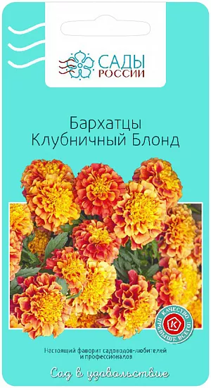 Семена Бархатцы Клубничный блонд.
Кружевные шапочки меняют свой цвет от жёлтого до терракотового. Интенсивность окраски от бледной до насыщенной. Эти цветы станут на вашем участке всеобщими любимцами. Они будут радовать вас своим цветением до заморозков.
Бархатцы французские отклонённые. 
Этот вид первым попал в Европу, хорошо прижился и, конечно, дал целые поколения новых современных сортов и гибридов, цветущих обильно и очень долго.
Неслучайно бархатцы — фавориты и у садоводов-любителей, и у профессионалов. Легки в выращивании: их можно сеять прямо в грунт. Цветут пышно и ярко до самого снега. Современная селекция предлагает большое разнообразие этих растений как по высоте, так и по форме и размеру цветка.