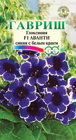 Семена Глоксиния Аванти синяя с белым краем F1.
Роскошное и очень модное среди цветоводов комнатное растение из семейства Геснериевые. Самая рано зацветающая серия среди немахровых глоксиний. Цветки колокольчатой формы, фиолетово-синие с белым краем, с приятной бархатистой поверхностью венчают длинные цветоносы. Широкоовальные листья на коротких черешках украшают основание цветоноса. На взрослом растении образуется 10-15 крупных цветков, создавая впечатление нарядного букета. Глоксиния предпочитает светлые, солнечные места без воздействия прямых солнечных лучей. Идеальная температура для роста — 20°С - 25°С днем и 18°С – 22°С ночью. Во время цветения необходим обильный полив, еженедельные подкормки, влажный воздух (опрыскивание из пульверизатора). В октябре-ноябре, после цветения, полив и подкормку прекращают. Когда листья глоксинии засохнут, клубни вынимают из почвы и помещают на хранение в неглубокие ящички с чуть влажным песком или перлитом, которые устанавливают в помещении с температурой 10-12°С. После периода покоя (примерно 90 дней) клубни дадут новые ростки и их снова можно будет пересаживать в горшок. Семена на рассаду высевают поверх субстрата (не заделывая в почву) с февраля по март, накрывают стеклом и ставят в теплое, светлое место. Всходы появляются при температуре 22-24°С, через 10-14 дней. В фазе 3-х листьев растения пикируют, через месяц рассаживают в отдельные горшки. Зацветает глоксиния выращенная из семян через 9-10 месяцев.