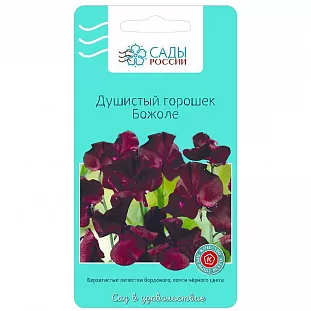 Душистый горошек Божоле