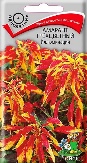 Амарант Иллюминация трёхцветный из каталога Амарант Семена Амарант Иллюминация трёхцветный.
Очень яркое декоративно -лиственное растение! Симпатичный разноцветный кустик высотой около 50 см.
Листья удлиненно-яйцевидной формы трехцветные зелено-бордовые, красно-желтые, оранжево-желтые.
Рекомендуется для одиночных и групповых посадок на газоне, заднего плана рабаток и миксбордеров.
Агротехника. Растение предпочитает легкие, питательные почвы. Хорошо растет на открытых солнечных местах.
Семена высевают в конце марта - начале апреля, глубина заделки семян 0,3 см.
При температуре +22-25 °С всходы появляются через 8-10 дней. Пикируют в горшочки по одному.
В открытый грунт высаживают в конце мая. Расстояние при посадке 35-50 см.