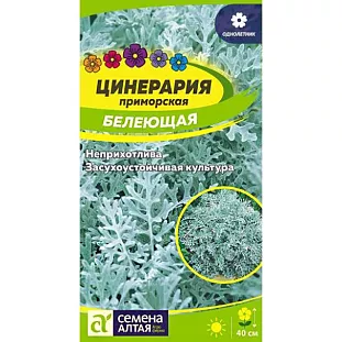 Семена Цинерария Белеющая Семена Цинерария Белеющая