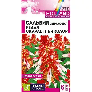 Сальвия Редди Скарлет биколор сверкающая Сальвия Редди Скарлет биколор сверкающая