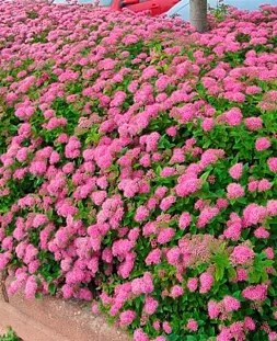 Спирея Литтл Принцесс