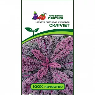 Семена Капуста листовая кудрявая Скарлет