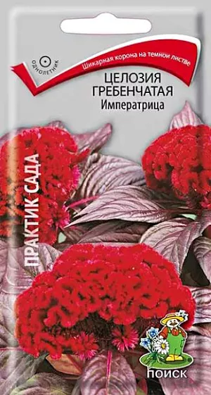 Семена Целозия Императрица гребенчатая.
Крупные привлекательные короны. Растение с толстым прямостоячим стеблем, 50 см высотой. Соцветия в виде плотного гребня пурпурно-красной окраски, листва тёмная. Цветёт с начала июля до первых заморозков. Используют для миксбордеров, балконных ящиков, аранжировки зимних букетов.
Агротехника. Растение предпочитает солнечные, защищенные от ветра места с плодородной почвой. 
Размножают посевом семян в конце марта – начале апреля в ящики. Глубина заделки семян 0,3 см. При температуре почвы +18-20°С всходы появляются на 7-14 день. Всходы пикируют дважды, осторожно и умеренно поливают, регулярно проветривают. В открытый грунт рассаду высаживают после окончания весенних заморозков, выдерживая расстояние между растениями 20-25 см.
Семена соответствуют требованиям международных стандартов и ГОСТу РФ 12206-81.