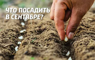Что посадить в сентябре в огороде и на даче Что посадить в сентябре в огороде и на даче