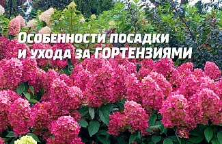 Особенности посадки и ухода за гортензиями. Наши лучшие сорта