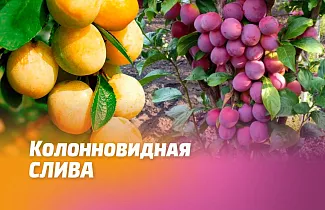 КОЛОНОВИДНЫЕ СЛИВЫ – ПОДАРОК САДОВОДУ!