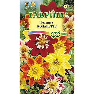 Георгина Коларетте