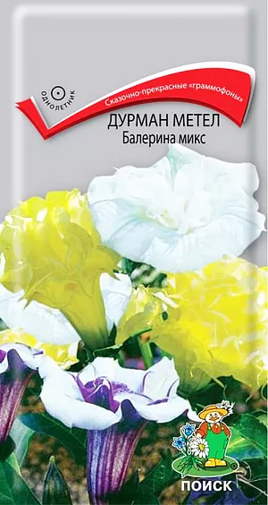 Семена Дурман метел Балерина микс.
Сказочно-прекрасные махровые «граммофоны» цветов. Многолетнее травянистое растение, выращиваемое как сезонный однолетник. Высота 50 см. Листья светло-зеленые, сердцеобразные с опушением. Крупные воронковидные цветы. Цветение обильное и продолжительное, фаза цветения начинается через 3-4 недели после всходов. Используют для клумб и в одиночных посадках, как контейнерное растение. 
Агротехника. Предпочитает защищенные от ветра солнечные места с рыхлой, плодородной, хорошо дренированной почвой. Размножают посевом семян в марте - начале апреля.Глубина заделки семян 0,5 см. Посадочную емкость накрывают стеклом и ставят в освещенное место. При температуре почвы +18°С всходы появляются через 14-20 дней. Сеянцы содержат при умеренной температуре, пикируют осторожно в фазе 2-3 настоящих листьев. Рассаду высаживают в конце мая - начале июня. Можно проводить посев семян в мае непосредственно на место. Расстояние между растениями 20-30см.