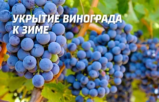 Укрытие винограда на зиму: подготовка, правила и сроки