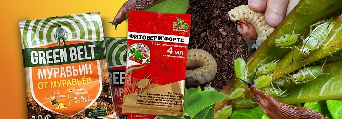 КАК БОРОТЬСЯ С ГЛАВНЫМИ ВРЕДИТЕЛЯМИ И БОЛЕЗНЯМИ САДА В МАЕ КАК БОРОТЬСЯ С ГЛАВНЫМИ ВРЕДИТЕЛЯМИ И БОЛЕЗНЯМИ САДА В МАЕ