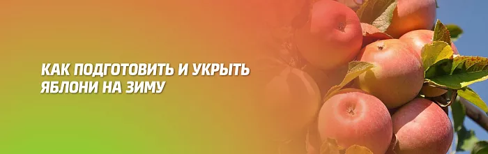 КАК ПОДГОТОВИТЬ И УКРЫТЬ ЯБЛОНИ НА ЗИМУ КАК ПОДГОТОВИТЬ И УКРЫТЬ ЯБЛОНИ НА ЗИМУ