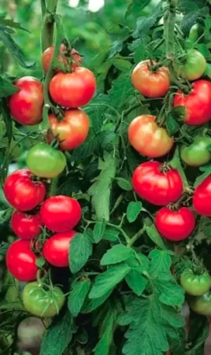Семена Томат непасынкующийся Сахарный