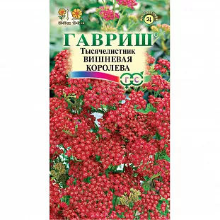 Тысячелистник Вишнёвая королева Тысячелистник Вишнёвая королева