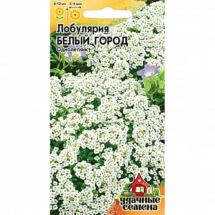 Лобулярия Белый Город Лобулярия Белый Город