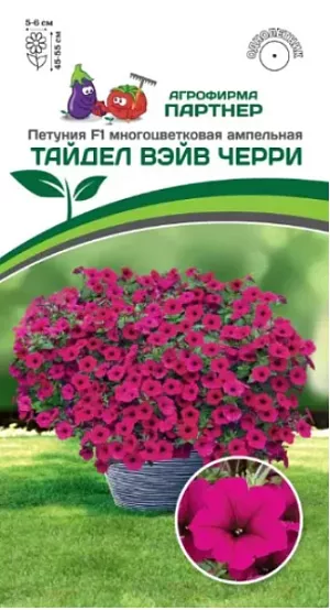«Тайдел Вэйв» - уникальный гибрид с глубоким цветом атласных лепестков и превосходными показателями цветения и роста! Рано зацветает и продолжительно цветет весь сезон, даже при коротком дне осенью. Лепестки имеют плотную текстуру, что позволяет отталкивать воду и мгновенно восстанавливаться после дождя и ветра. Демонстрирует невероятную устойчивость к болезням и делает уход легким как для профессионалов, так и для любителей. Благодаря мощному ветвлению, мгновенно заполняет пространство и идеально подходит для больших цветников и контейнеров. При высоте куста в 50 см, длина плетей достигает 1,5 м, а само растение занимает площадь более 2,5 м². В контейнерной культуре желательно предоставлять не менее 20 л на одно растение. Схема посадки в открытом грунте 75х75 см.
