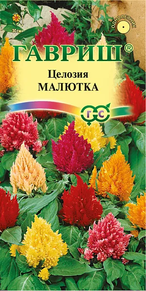 Целозия Малютка из каталога Целозия Семена Целозия Малютка.
Эта карликовая смесь похожа на горящие разноцветные свечи. Растения высотой до 30 см с зелеными листьями и оригинальными метельчатыми соцветиями.
Цветут с июля по сентябрь. Теплолюбивые растения, наибольшей декоративности достигают при посадке на солнечных, защищенных от ветра, местах и достаточно плодородных почвах. Семена высевают в марте в рассадные ящики, слегка присыпая землей.
При температуре почвы 18-25 °C всходы появляются через 14-20 дней. Для выращивания полноценной рассады, производят две пикировки, одну - после развития у сеянцев нескольких листочков, вторую – в середине мая в горшки диаметром 7 см. Рассаду высаживают в открытый грунт в первой половине июня, когда минует угроза заморозков, выдерживая расстояние между растениями 15 см.
Используют для посадки группами, на клумбах, для составления сухих композиций.