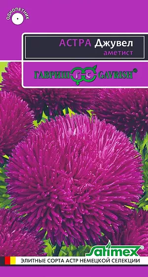 Семена Астра Джувел аметист.
Огромные игольчато-коготковые, практически шаровидные, очень плотные соцветия до 14 см. 
Растение пирамидальной формы, высотой 65-75 см с прочными цветоносами. На одном растении формируется до 10 соцветий фиолетово-красного оттенка. 
Выращивают, чаще всего, рассадным способом. Семена высевают в марте-апреле, пикируют с развитием первой пары настоящих листочков по схеме 5х5 см, в открытый грунт рассаду высаживают с середины мая до начала июня. 
Возможен посев семян в открытый грунт ранней весной или под зиму с последующим мульчированием торфом или опилками. 
Эффектная серия Джувел привлекает покупателей крупными соцветиями роскошной формы и отличными срезочными качествами. 
Прекрасно подойдет для оформления цветников.