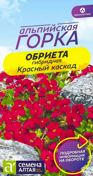 <div>
 Семена Обриета Красный каскад.
</div>
Вечнозеленый стелющийся травянистый многолетник, представляет собой цветочный ковер. Растение низкорослое (высота около 10 см), с мелкими, около 1 см в диаметре, красными цветками, обильно покрывающими все растение. Используется для оформления альпийских горок, рокариев, бордюров. Светолюбивое зимостойкое растение. Предпочитает открытые участки с легкими, умеренно плодородными, хорошо дренированными нейтральными почвами. Не переносит кислых почв, требуется их нейтрализация. На рассаду семена высевают в конце февраля – марте. Обриета негативно реагирует на пересадку, поэтому посев лучше проводить в торфяные горшочки, вместе с которыми растения будут высаживаться в открытый грунт. Горшочки наполняют субстратом, увлажняют его, на поверхность выкладывают семена по 2-3 в каждый горшочек. Посевы присыпают тонким слоем песка (0,3-0,5 см), сверху увлажняют из пульверизатора и накрывают пленкой. Емкости с посевами содержат в светлом помещении при температуре +20°С. Посевы периодически проветривают, при необходимости увлажняют грунт. Первые всходы появляются спустя 20-30 дней, после укрытие убирают. Поливать нужно аккуратно, т.к. сеянцы негативно реагируют на избыток влаги в грунте. Подросшую рассаду высаживают в открытый грунт, когда минует угроза заморозков. Посадочный интервал – 25-30 см. Возможен посев семян в открытый грунт ранней весной или под зиму на постоянное место с обязательным мульчированием посевов песком. Цветение пышное и длительное, с конца мая до середины июля. После первой волны цветения растения обрезают, что способствует образованию новых побегов и повторному цветению.