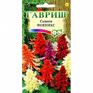 Сальвия Феникс Сальвия Феникс
