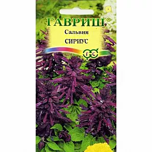 Сальвия Сириус Сальвия Сириус