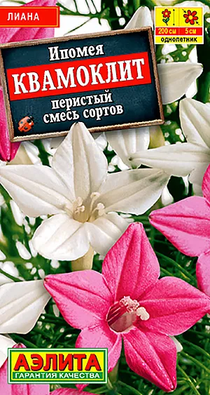 Ипомея Квамоклит, смесь сортов из каталога Ипомея Семена Ипомея Квамоклит смесь окрасок.
Очень необычная однолетняя лиана привлекает внимание не только яркими цветам, но и ажурными листьями, не встречающихся у других представителей этой группы растений. Она способна быстро взобраться по любой опоре на высоту до 2,5 м. и образовать лёгкий занавес из воздушной зелени и многочисленных цветов-звёздочек ø 3-5 см. Не требует особого ухода. Будет достойным украшением террас, беседок и оград.
Агротехника. Посев в открытый грунт в конце мая предварительно замоченными семенами, гнёздами по 2-3 шт. Всходы появляются на 5-7 день. Цветение с середины лета до заморозков. Можно сеять на рассаду в горшочки в конце апреля, это ускорит цветение на 3-4 недели. Влаго-, свето-, теплолюбива.