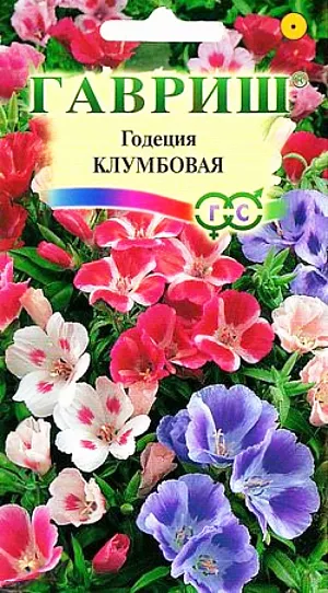Годеция Клумбовая из каталога Годеция Семена Годеция Клумбовая.
Однолетнее декоративное растение из семейства Кипрейные высотой около 60 см.
Цветет очень обильно со второй половины июля до заморозков. Цветки крупные (4-6 см в диаметре), самой разнообразной окраски.
Холодостойка, светолюбива, не переносит избыточного увлажнения. Выращивают прямым посевом в грунт или рассадным способом.
В открытый грунт посев проводят в мае, цветение в этом случае начинается в августе.
На рассаду семена высевают в начале апреля, высаживают рассаду во второй половине мая с расстоянием между растениями 30 см.
Используется для посадки на клумбах, в рабатках и бордюрах, а также для получения высококачественной срезки.
