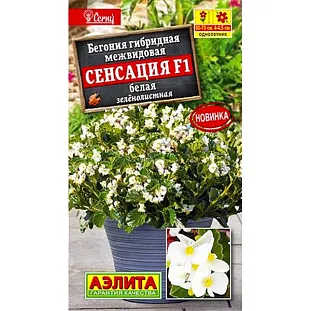 Бегония Сенсация F1 белая зеленолистная