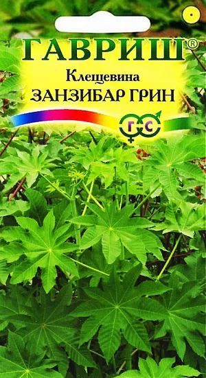 Семена Клещевина Занзибар Грин.
Декоративное растение из семейства Мальвовые высотой до 2,5 м. Растение мощное, быстрорастущее, достигающее исполинских размеров.
Стебли прямостоячие, разветвленные. Листья зеленые, крупные, пальчато-раздельные, с 5-10 лопастями. 
Цветки ярко-красные, собраны в плотные кистевидные соцветия. 
Теплолюбива, светолюбива и довольно засухоустойчива, предпочитает участки с плодородной и хорошо обработанной почвой. 
Выращивается рассадным способом. Посев проводят в начале апреля в горшочки по 2-3 шт. Всходы появляются через 10-12 дней. 
Рассаду высаживают в открытый грунт в начале июня на расстоянии 100 см.
Используется в оформлении участка.