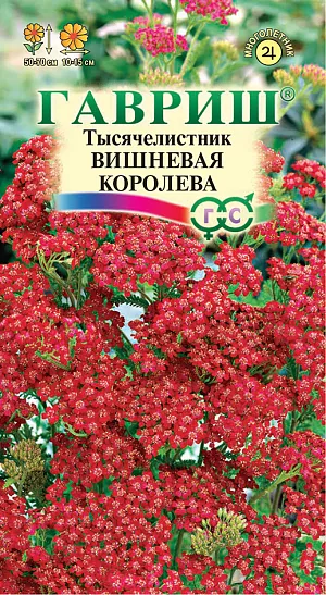 Тысячелистник Вишнёвая королева Тысячелистник Вишнёвая королева