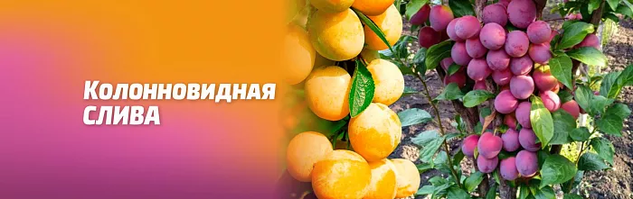 КОЛОНОВИДНЫЕ СЛИВЫ – ПОДАРОК САДОВОДУ! КОЛОНОВИДНЫЕ СЛИВЫ – ПОДАРОК САДОВОДУ!