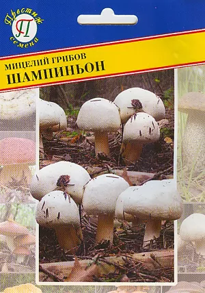 Мицелий грибов Шампиньон белый
