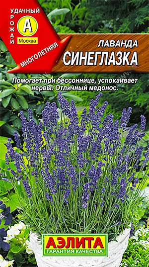 Семена Лаванда Синеглазка.
Зимостойкий сорт. Формирует компактный, хорошо облиственный куст полушаровидной формы. Высота во время цветения 60-80 см. Всё растение имеет сильный, приятный аромат. Это отличный медонос с продолжительным периодом цветения. Используется для оформления цветников, как кулинарная пряность и в народной медицине. 
Агротехника. Выращивают рассадным способом. Необходима стратификация. Семена смешивают с влажным песком, выдерживают 3-4 недели в холодильнике при температуре 3-5°С и высевают поверхностно, под стекло. При развитии одной-двух пар листочков сеянцы пикируют в отдельные горшочки. В фазе 5-6 пар листьев проводят формирующую прищипку. Когда минует угроза заморозков, рассаду высаживают на постоянное место. Посадки размещают на солнечных участках с дренированными почвами легкого мехсостава и нейтральной кислотности. Для продолжительного и обильного роста растениям необходим своевременный полив, регулярная прополка, рыхление и подкормка минеральными удобрениями.