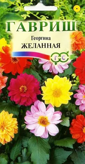 Семена Георгина Желанная.
Многолетнее травянистое растение, чаще культивируемое, как однолетник из семейства Астровые. 
Формирует прямостоячий полураскидистый кустик высотой до 60 см. Цветоносы прочные. 
Соцветия махровые, реже полумахровые, диаметром 9-12 см желтой, белой, розовой, красной, пурпурно-карминной окраски. 
Цветение обильное с июля до заморозков. Предпочитает солнечные, защищенные от ветра участки с рыхлой плодородной почвой. 
Выращивается рассадным способом. Посев семян на рассаду проводят в марте-апреле. 
При температуре почвы 18°C всходы появляются через 7-14 дней. в открытый грунт растения высаживают после окончания весенних заморозков. 
Растения зацветает через 2-3 месяца после посева. Используется для посадки на клумбах, рабатках, в группах.
