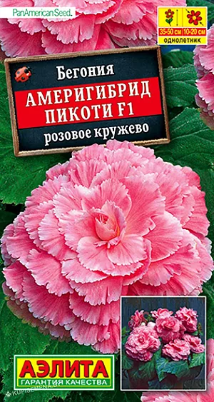 Бегония Америгибрид Пикоти F1 розовое кружево из каталога Бегонии Семена Бегония Америгибрид Пикоти F1 розовое кружево.<br>
<br>
Шедевр селекции. Выведена в американской семейной фирме PanAmericanSeed, которая уже в пятом поколении специализируется на клубневых бегониях. Цветок может достигнуть огромных размеров – 20 см. Таким потенциалом не может похвастаться ни одна из известных серий. Растение имеет кустовой габитус. Высота куста 35-50 см., ширина – 25-30 см. Роскошными густомахровыми цветками в открытом грунте можно любоваться все лето. При выращивании в горшках бегония цветет с апреля по ноябрь. К концу вегетации формируются клубни диамтером 4-6 см., которые можно сохранить зимой при температуре не выше +10°С и использовать для посадки в следующем сезоне.<br>
<br>
Семена в гранулах! Гранулы располагают на поверхности почвы, не заделывая их, хорошо увлажняют из распылителя. При попадании влаги на гранулу оболочка должна раствориться. Посевы накрывают стеклом для сохранения постоянной влажности до полных всходов. Всходам требуется подсветка, но не более 10 часов в сутки.<br>