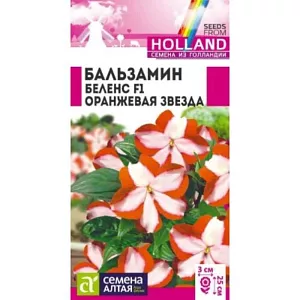 Семена Бальзамин Беленс Оранжевая звезда из каталога Бальзамин Бальзамин Беленс Оранжевая звезда
Бальзамин Беленс F1 - однолетнее компактное растение, идеально подходящее для выращивания в горшечной, контейнерной и бордюрной культуре. Высота растения в горшке 15-20 см, в открытом грунте – 20-25 см. Ширина кустика 25-30 см. На сочных мясистых стеблях расположены удлиненно-эллиптические листья приятной зеленой окраски. Очаровательные простые цветки достаточно крупные, в диаметре 2-3 см. В открытом грунте цветение длится с июня до первых заморозков, в помещениях - весь год при температуре не ниже +16°С. Широко используют для украшения клумб, цветников, рабаток, бордюр, подвесных корзин, контейнеров, вазонов. Растение теплолюбивое, хорошо растет на открытых солнечных участках с легкими плодородными почвами и в полутени. При температуре +5°С останавливается в росте и начинает болеть. Влаголюбиво, но не переносит переувлажнения.