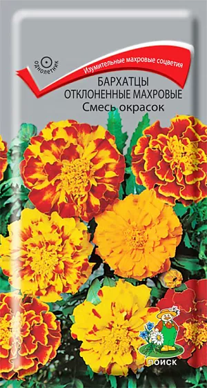 <div>
 Семена Бархатцы отклоненные махровые Смесь окрасок.
</div>
 Махровые соцветия изумительной красоты. Куст компактный, густооблиственный, высотой 25 см. Соцветия хризантемовидные, диаметром 4-5 см. Окраска соцветий разнообразная. Цветки в центре соцветия образуют выпуклый центр. Цветет с июля по октябрь. Используют для клумб, рабаток, бордюров и украшения балконов.<br>
 <br>
 <b> Агротехника.</b> Растение теплолюбивое, засухоустойчивое. Предпочитает солнечное местоположение, любые, хорошо дренированные почвы. Семена высевают в апреле-мае в рассадные ящики. Глубина заделки семян 0,5-1 см. При температуре почвы +18°C всходы появляются на 7-15 день. Через 2 недели сеянцы пикируют. В грунт рассаду высаживают после окончания весенних заморозков, выдерживая расстояние между растениями 20-30 см. 
