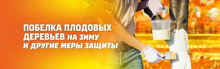 ПОБЕЛКА ПЛОДОВЫХ ДЕРЕВЬЕВ НА ЗИМУ И ДРУГИЕ МЕРЫ ЗАЩИТЫ ПОБЕЛКА ПЛОДОВЫХ ДЕРЕВЬЕВ НА ЗИМУ И ДРУГИЕ МЕРЫ ЗАЩИТЫ