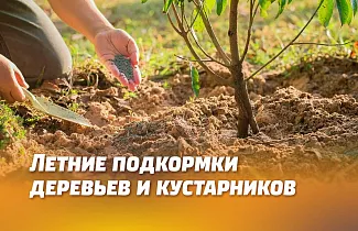 ЛЕТНИЕ ПОДКОРМКИ ПЛОДОВЫХ И ДЕКОРАТИВНЫХ ДЕРЕВЬЕВ И КУСТАРНИКОВ