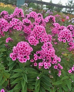 Флокс метельчатый Беби Фейс
