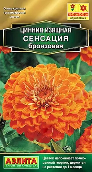 Семена Цинния Сенсация бронзовая. Цинния Сенсация - уникальный сорт циннии с огромными густомахровыми цветками диаметром 10-13 см! Отличается дружным и продолжительным цветением. Каждый цветок сохраняет яркий привлекательный вид до 1 месяца. Кусты крепкие раскидистые, высотой 35-40 см. Они сохраняют форму после дождя и сильного ветра. Цинния украсит собой миксбордеры, станет привлекательным акцентом среднерослых цветочных композиций. Идеальна для срезки – потрясающий «апельсиновый» букет долго сохранит свежесть.<br>
 <br>
 Циннии – растения теплолюбивые, быстрорастущие, относительно засухоустойчивые. Предпочитают солнечные участки с дренированными почвами среднего плодородия, нейтральной кислотности. В южных регионах возможен безрассадный способ выращивания.<br>