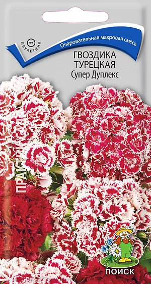 Гвоздика Супер Дуплекс турецкая из каталога Гвоздика Семена Гвоздика Супер Дуплекс турецкая.
Очаровательная махровая смесь. Кустик высотой 50 см. Листья линейно-ланцетные, зеленые. К концу 1-го года выращивания образуется розетка прикорневых листьев. На следующий год растения цветут с конца июня в течение месяца. Используют для сборных цветников, рабаток и для срезки.
Агротехника. Растение холодо- и засухоустойчивое, предпочитает солнечное место, но может расти и в полутени. Хорошо растёт на плодородных дренированных почвах. Посев семян производят в мае-июне в открытый грунт на разводочные гряды, слегка присыпав их влажным песком. При температуре почвы +18-20°С всходы появляются через 10-14 дней. На постоянное место рассаду высаживают в августе, выдерживая расстояние между растениями 25-30 см. Можно размножать отводками весной и осенью