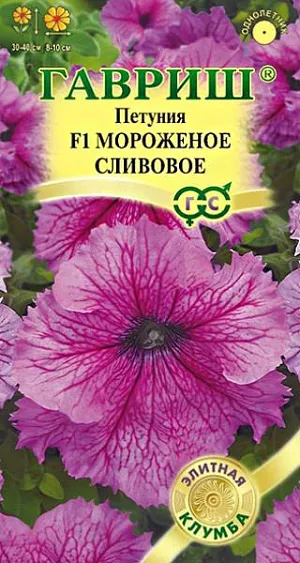 Семена Петуния крупноцветковая Мороженое сливовое F1<br>
 <br>
 Восхитительная гибридная петуния с суперраним обильным цветением. Компактные шаровидные кустики высотой и диаметром 30-40 см, усыпаны пурпурными цветками, диаметром 8-10 см, с выразительным жилкованием на лепестках. Растения выравнены по высоте, что очень важно при создании цветочных массивов и групп в профессиональном озеленении. Посев проводят с февраля по март. При зимнем посеве всходам необходима подсветка. Всходы появляются через 7-12 дней. На постоянное место высаживают, когда минует опасность заморозков. Цветет с конца мая весь сезон. Светолюбива и достаточно засухоустойчива. Предпочитает легкие, плодородные, хорошо дренированные почвы. Украсит клумбы, вазоны, балконные ящики, подоконники, низкорослые бордюры. Рекомендуется для создания ковровых цветников на солнечных участках.<br>