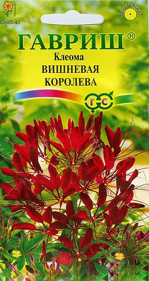 Клеома Вишневая королева из каталога Разные Семена Клеома Вишневая королева.
Однолетнее полукустарниковое растения высотой 90-150 см.
Цветки карминно-розовая, очень своеобразные, похожие на паучка - четыре лепестка венчика расположены с одной стороны цветка, а с другой - тонкие и длинные тычинки и столбик.
Цветки собраны в конечную многоцветковую кисть, распускаются снизу вверх и кисть при этом постепенно вытягивается.
Из отцветших цветков образуются направленные в стороны вытянутые коробочки на длинных плодоножках.
Растение свето- и теплолюбивое, засухоустойчивое, не переносит застоя воды. Размножают семенами, которые высевают на рассаду весной
(нужна стратификация при t 4°C) или в открытый грунт под зиму.