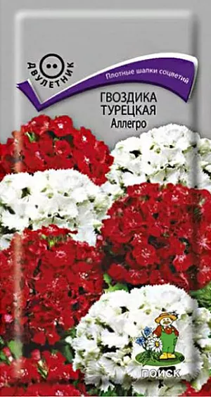 Гвоздика Турецкая Аллегро из каталога Гвоздика Семена Гвоздика Турецкая Аллегро. Кустик высотой 50 см. Листья линейно-ланцетные, зеленые. К концу 1-го года выращивания образуется розетка прикорневых листьев. На следующий год растения цветут с конца июня в течение месяца. Используют для сборных цветников, рабаток и для срезки.<br>
<br>
Агротехника. Растение холодо- и засухоустойчивое, предпочитает солнечное место, но может расти и в полутени. Хорошо растёт на плодородных дренированных почвах. Посев семян производят в мае-июне в открытый грунт на разводочные гряды, слегка присыпав их влажным песком. При температуре почвы +18-20°C всходы появляются через 10-14 дней. На постоянное место рассаду высаживают в августе, выдерживая расстояние между растениями 25-30 см.