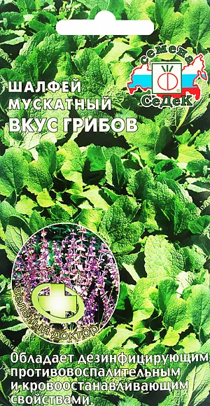Шалфей мускатный Вкус грибов Шалфей мускатный Вкус грибов