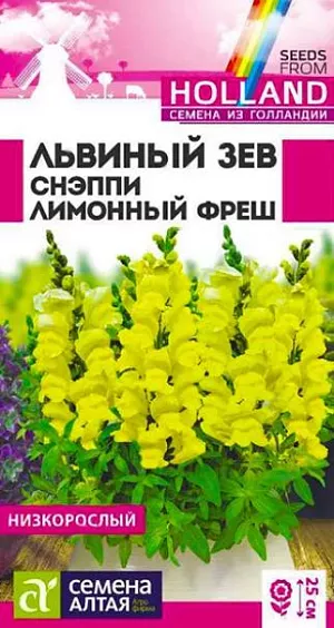 Семена Львиный зев Снэппи Лимонный фреш<br>
 <br>
 Великолепный низкорослый однолетник. Серия Snappy - исключительно компактная и очень ранняя, характеризующаяся прекрасным базальным ветвлением растений и богатой цветовой палитрой. Растения выравненные, компактные, не склонны к вытягиванию. Отличаются множеством ярких цветущих побегов высотой 20-25 см. Успешно применяется для создания бордюров, клумб, а так же для выращивания в горшках и контейнерах. Холодостойкое, засухоустойчивое растение. Хорошо растёт на солнечных участках, выносит небольшое затенение. Предпочитает плодородные почвы, не выносит переувлажнения. Выращивают рассадным способом или прямым посевом в грунт. <br>
