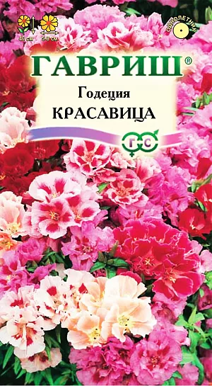 Годеция Красавица из каталога Годеция Семена Годеция Красавица.
Однолетнее декоративное растение из семейства Кипрейные высотой около 40 см.
Цветет очень обильно со второй половины июля до заморозков. Цветки крупные (5-8 см в диаметре), махровые, разнообразной окраски.
Холодостойка, светолюбива, не переносит избыточного увлажнения. Выращивают прямым посевом в грунт или рассадным способом.
В открытый грунт посев проводят в мае, цветение в этом случае начинается в августе.
На рассаду семена высевают в начале апреля, высаживают рассаду во второй половине мая с расстоянием между растениями 20-25 см.
Используется для посадки на клумбах, в рабатках и бордюрах, а также для получения срезки.